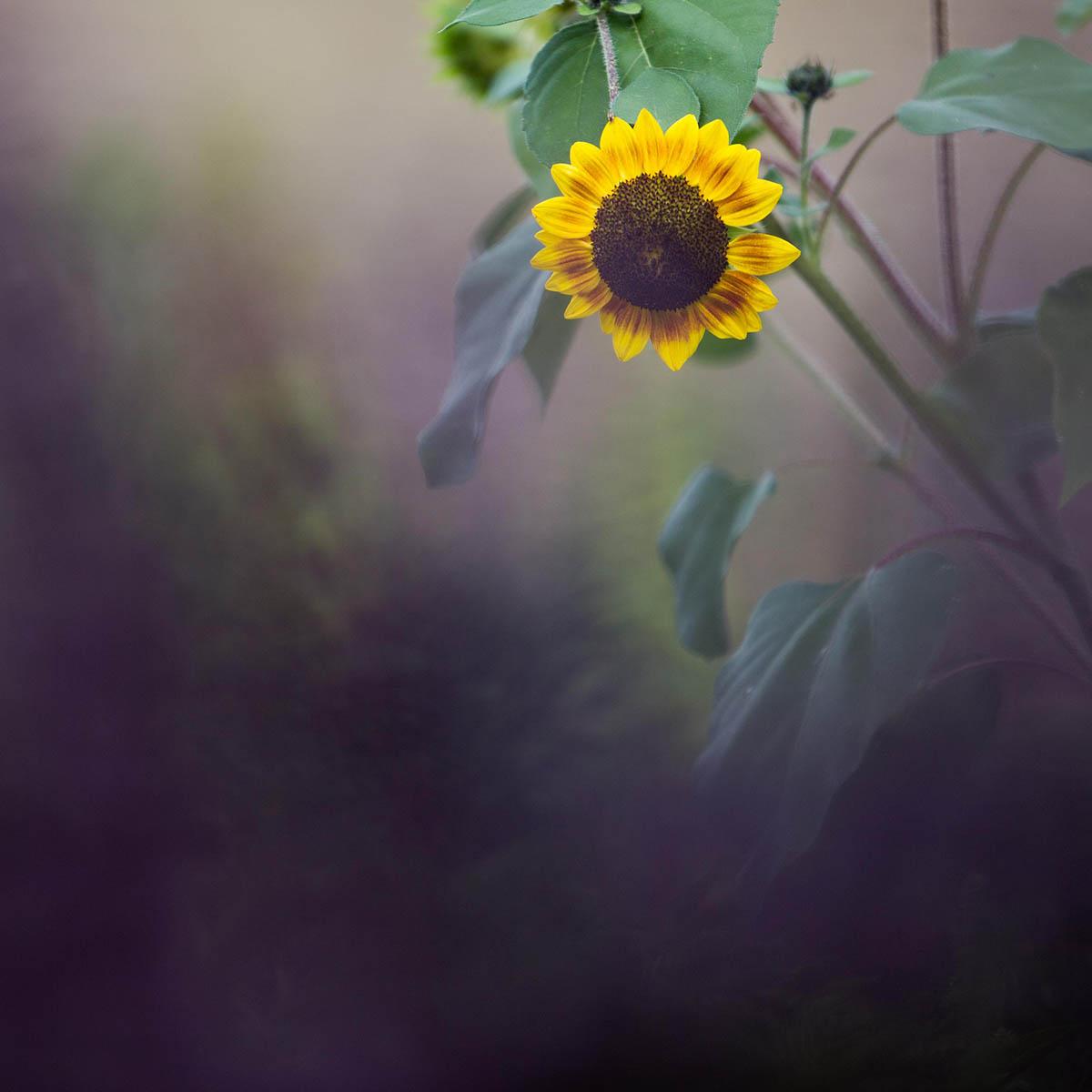 Photo of a sunflower in a field